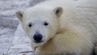 夕方はまったりのこぐま~Polar Bear cub