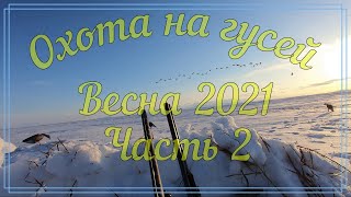 Охота на гусей. Пенжина. Охота на гуся. Goose hunting. Spring hunt in Kamchatka.