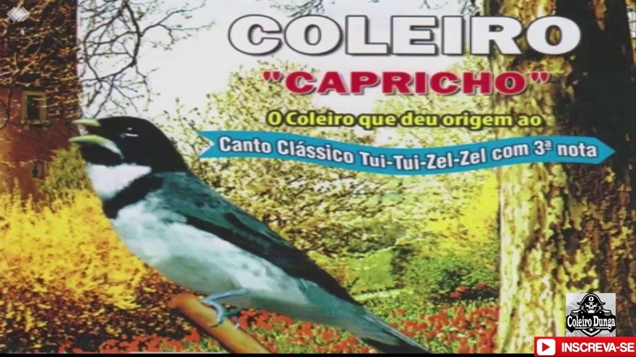 COLEIRO CAPRICHO TUI TUI 3° NOTA COM INTERVALOS.
