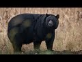 Fall Black Bear Vlog