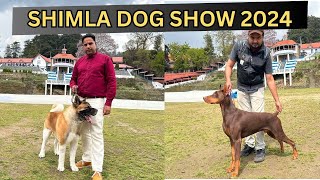 FIRST DOG SHOW IN SHIMLA | DOG SHOW AT THE HEIGHT OF 7000 FT #shimla