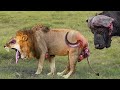 Shocking Moments When Painful Lions Are Attacked And Tortured By Africa&#39;s Deadliest Preys