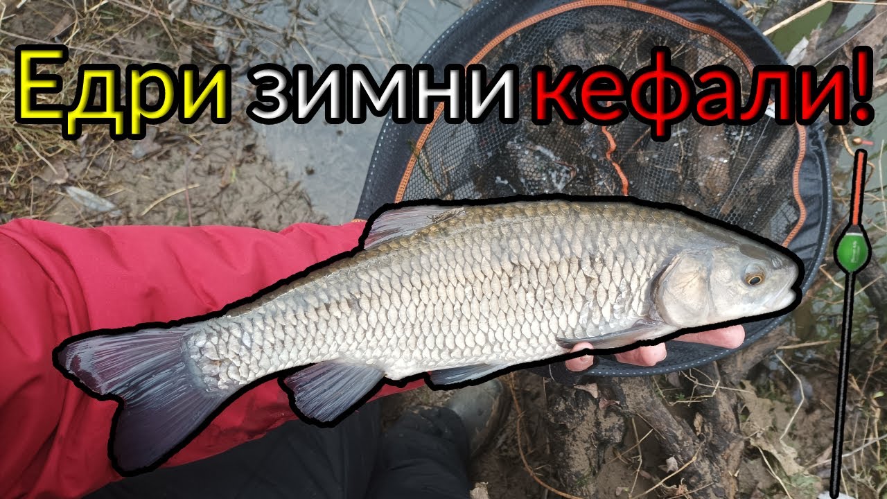 РИБОЛОВ на ИЗТИЧАНЕ на река Струма! СТРАХОТНИ зимни КЕФАЛИ на ПЛУВКА!TROTTING for nice WINTER CHUBS!