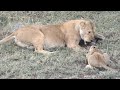 The Serengeti Lion Cubs documentary  | Lioness beat her Cub for food (Amazing) 2022