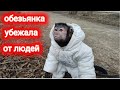 Маленькая домашняя обезьянка Алекса убежала от людей!