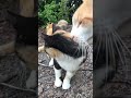 丸々した三毛猫モフってたら茶白猫もやって来た #Shorts
