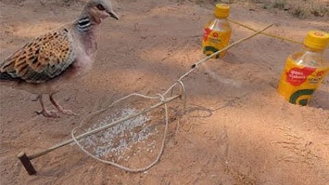 Simple DIY Bird Trap Technology Using Bottle And rubber That Work 100% - How To Make Bird Trap