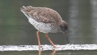 1080403大園李厝溼地赤足鷸（Tringa totanus）覓食及鳴叫