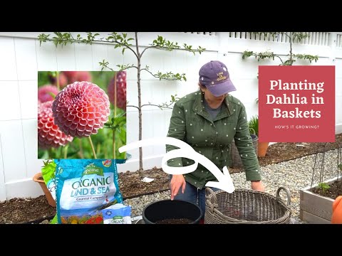 Planting Dahlias in Baskets, Containers 🧺🌸 How's It Growing?