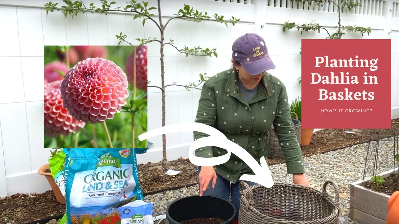 Planting Dahlias in Baskets, Containers 🧺🌸 How's It Growing? YouTube
