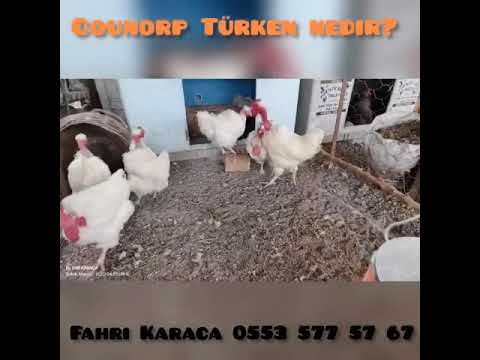 Türken/ kel tavuk/ counorp Turken
