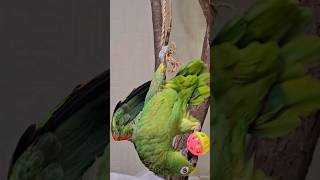 Как бы вы назвали это видео?))) #parrot #амазон #попугай #pets #love #домашниеживотные #birds #games