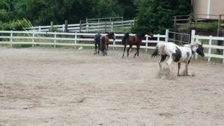 Interested in Horse Herd Behavior - Watch how this small group interact