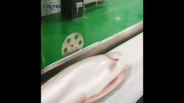 Smart Sorting for Maximum Profit! Look our Fish Sorting Machine  #machine #fishsorting #seafood