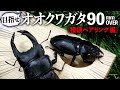 オオクワガタブリード90mmオーバー目指します！＜種親ペアリング編＞