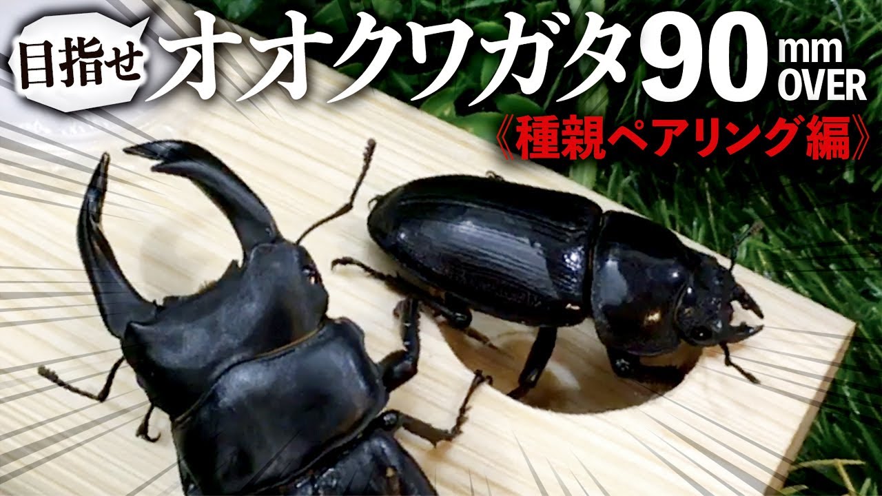オオクワガタブリード90mmオーバー目指します!<種親ペアリング編 オオクワガタブリード90mmオーバー目指します!<種親ペアリング編
