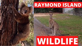 Exploring the Australian Koala Habitat on Raymond Island Gippsland Lakes Reserve