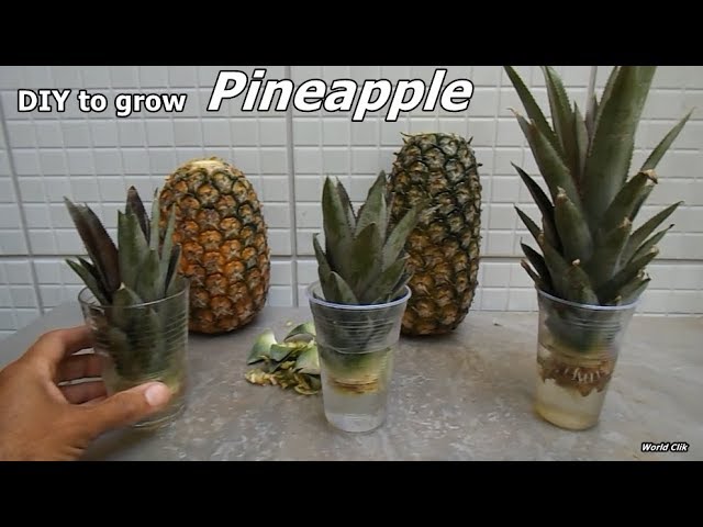 How to Grow Pineapples at step by step easy Way - DIY to grow Pineapple plant from the - YouTube