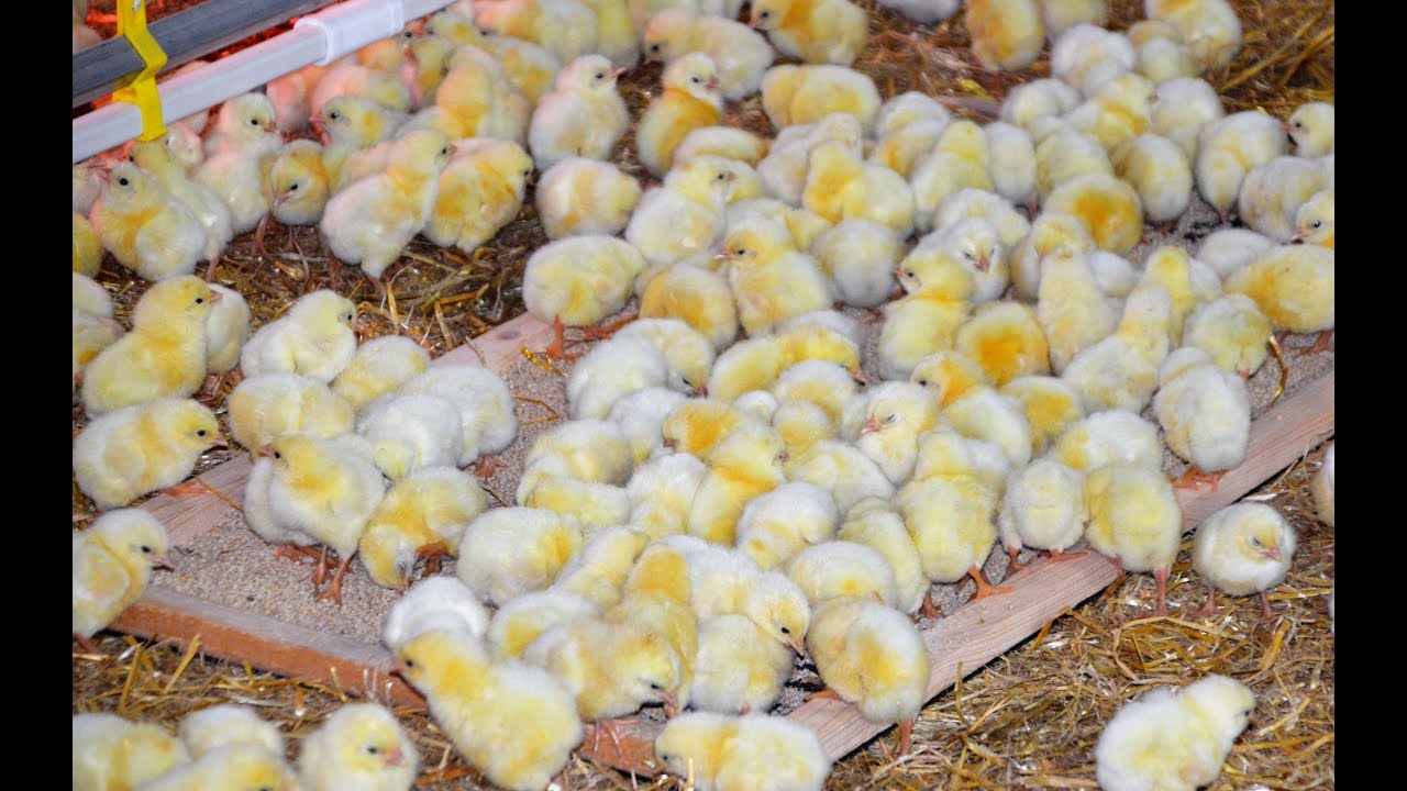 PD Bošáca: farma sliepok a kurčiat