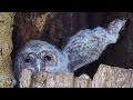 Tawny Owl Chicks Can&#39;t Wait to See The World🦉🌎 | Bonnie &amp; Ozzy | Robert E Fuller