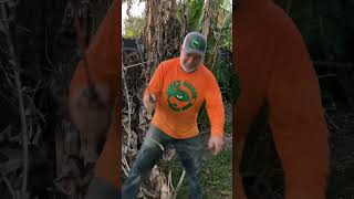 Big Bunch Of Small Bananas