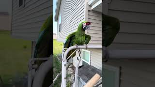My military macaw parrot looking pretty after his shower #pets #birds #animals #parrot #pet #bird