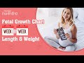 Foetal Growth Chart Week by Week - Length & Weight