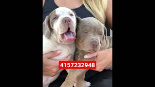 just a rare video of some cute XL american bully puppies