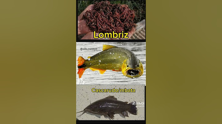 estos son los señuelos para la pesca del dorado deja tu me gusta comentarios y de dónde eres