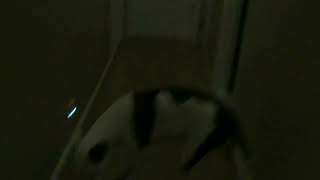 Funny Dog Pounded Me To The Ground