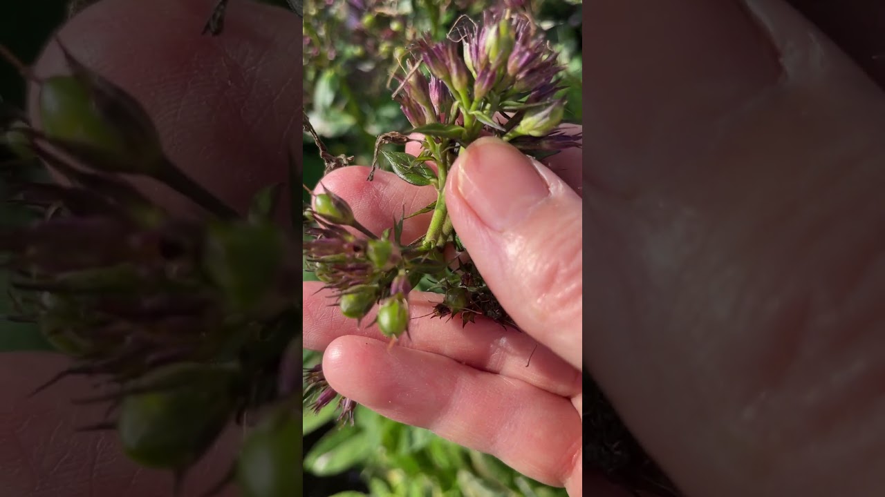 Отцвели флоксы, что дальше 