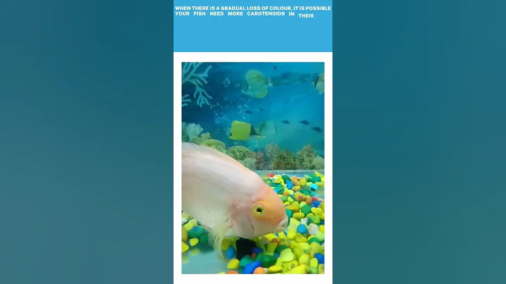 why is my parrot fish fading?/Turning white - DayDayNews