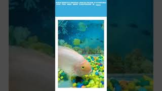 why is my parrot fish fading?/Turning white