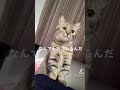 可愛けりゃ勝ち組#ぽんず#猫#shorts