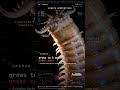 Bobbit Worm — JAWS: Strikes faster than human eye can track | Benthos Error
