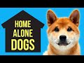 10 Dogs That Can Be Left Alone  "All Day" ( Independent dog breeds )