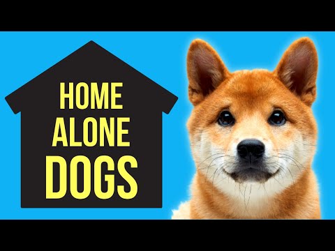 10 Dogs That Can Be Left Alone All Day
