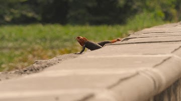 Lizards Doing Push-ups in Nigeria
