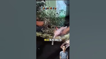 Cá sấu hoả tiễn có lớp da dày và cứng như sắt#animals