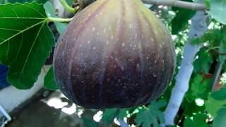 Como hacer un super arbol De higos grandes y dulces  secretos revelados