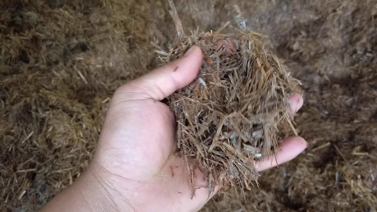 การหมักฟางในการเพาะเห็ด