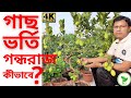          az  grow huge gandharaj lemonraj gardens 4k