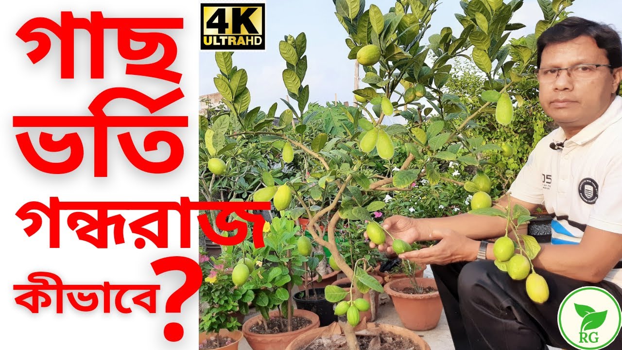 সারা বছর গাছভরা গন্ধরাজ লেবু চান? জেনে নিন পরিচর্যার A-Z | Grow HUGE Gandharaj Lemon|RAJ Gardens |4K