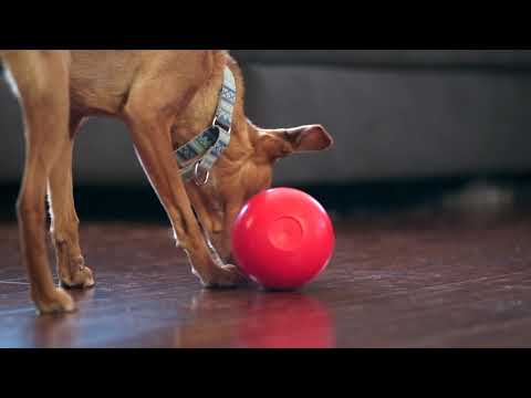 wobble kong for dogs