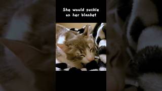 A kitten suckle on her blanket with kneading & purring #cat #cute #kitten