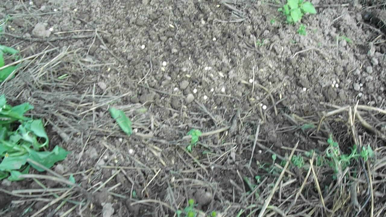 Посадка сидератов. Сидераты на грядки после уборки чеснока. Как посеять горох в открытый грунт весной.