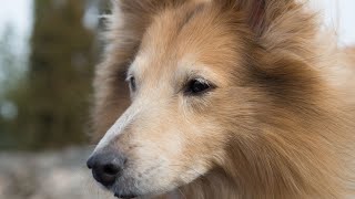 Socializing Your Shetland Sheepdog at the Dog Park Dos and Don ts