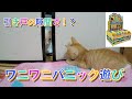 引き戸の隙間でワニワニパニック遊び！感動のご対面に向けて練習中