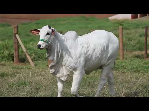 LOTE 11   RIMA FIV WHYALLAS5   RIMA B2319 zap