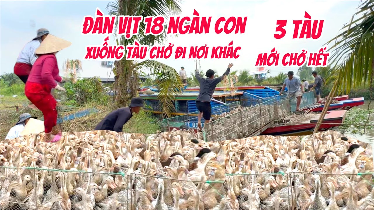 Đông khủng khiếp một đàn vịt - 18 ngàn con - di chuyển xuống tàu chở đi nơi khác